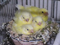 /album/canarinidacanto/a46-tre-femmine-e-un-maschio-jpg/